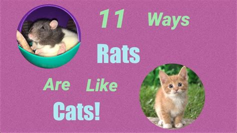 are cats similar to rats